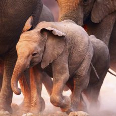 Sanfte Riesen vergessen nicht – Unser Körper auch nicht